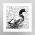 Ducks of Appalachia Screensaver