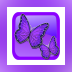 Butterfly Card Studio