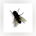 Fly on Desktop