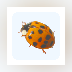 Ladybug Mixer Pro