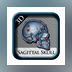 Sagittal Skull 3D