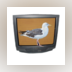 Seagull Video Player